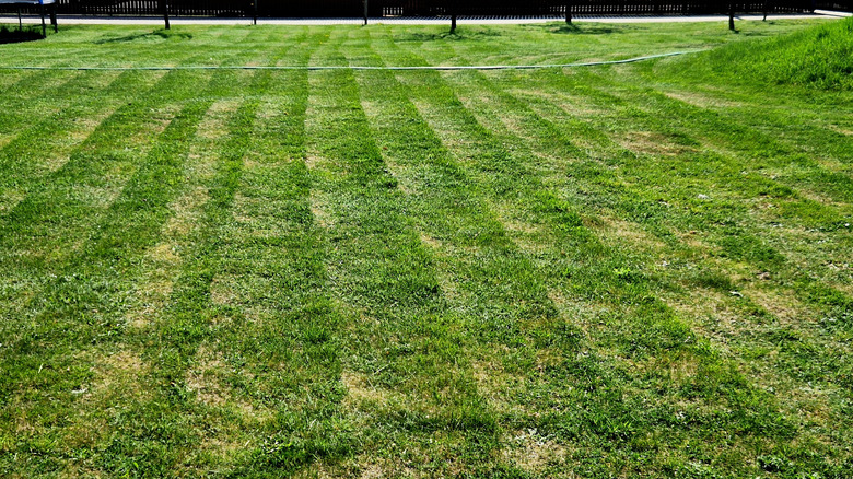 Lawn with an uneven patchy appearance.