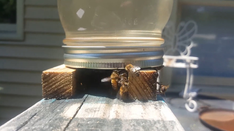 Upside down Mason jar filled with sugar water and bees underneath it drinking