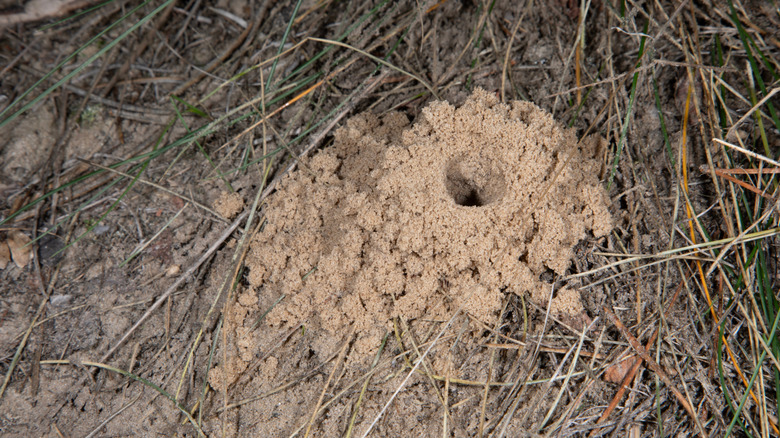 A wasp nest made in-ground under a mound of sand
