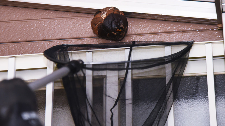 A close-up a person using a black net to catch a wasp nest on a house