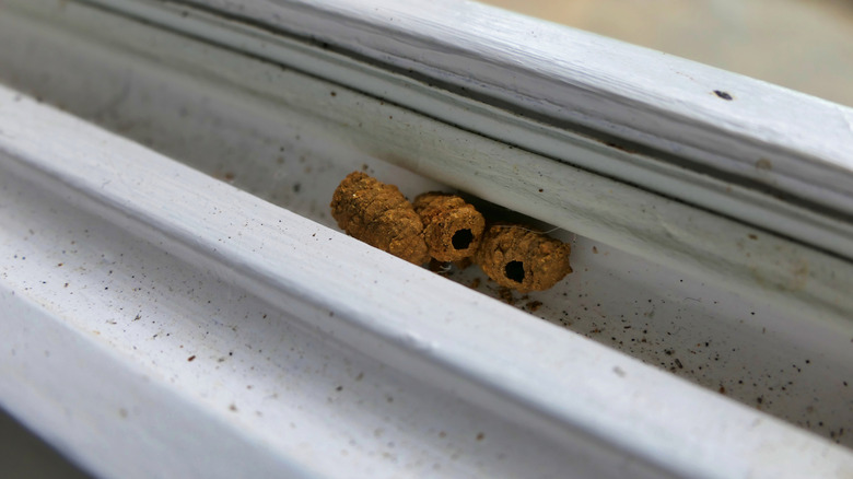 A cluster of mason wasp nests in a window ledge