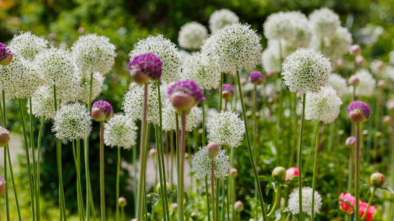 The characteristic ball-like blooms of alliums