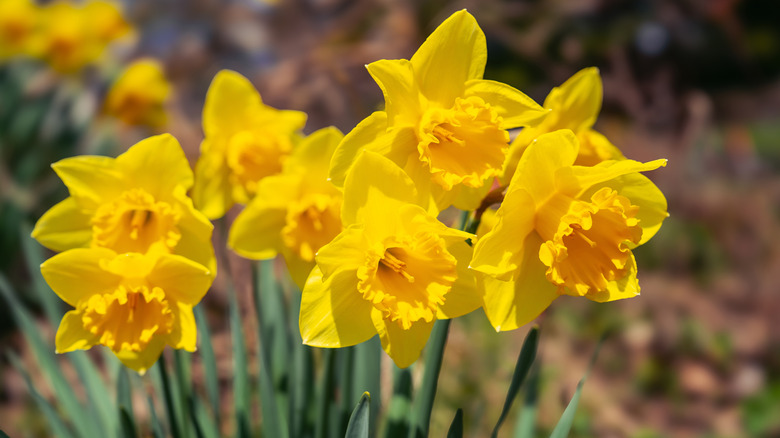 Daffodils blooming in spring