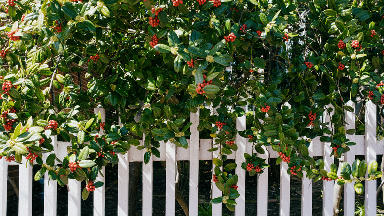 Holly branches hanging over a white picket fence