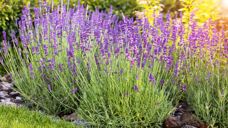 Lavender growing in a garden bed