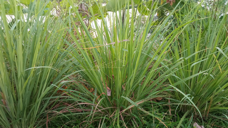 Lemongrass growing on the edge of a lawn