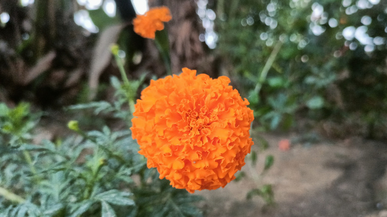 Marigold blooms in a garden