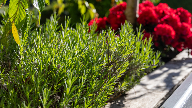 Rosemary growing in a flower bed
