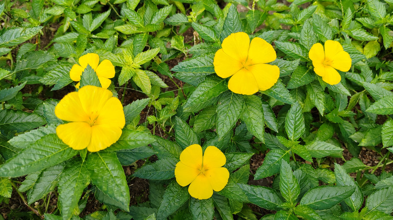 Yellow alder blooming in a garden