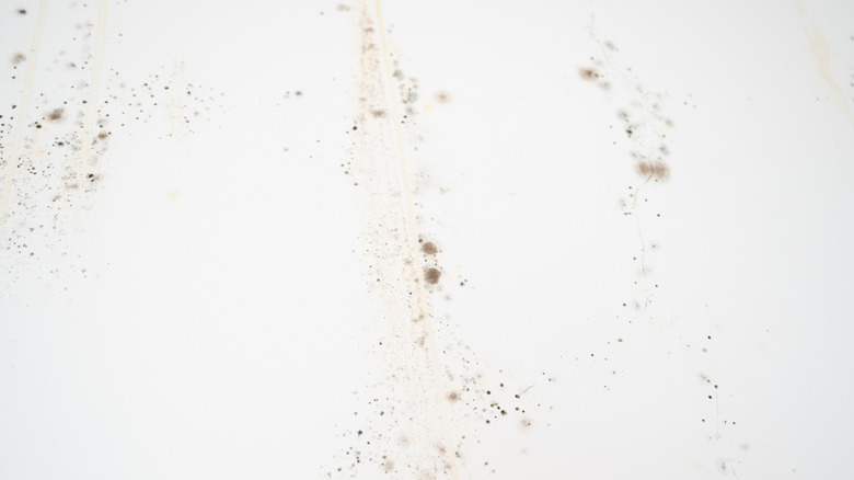 Mildew spots on a white wall