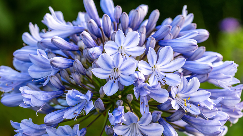 Close-up of a flowering cluster of blue agapanthus