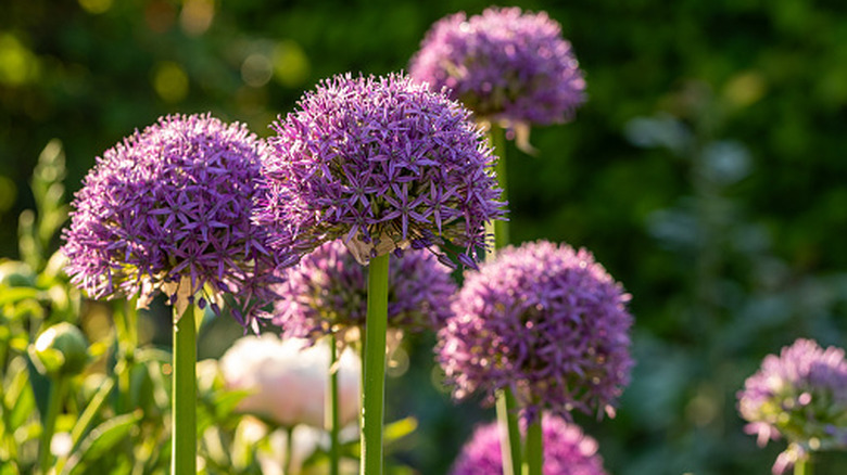 A grouping of purple allium in a spring garden