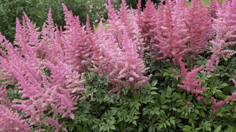 Blooming pink astilbe