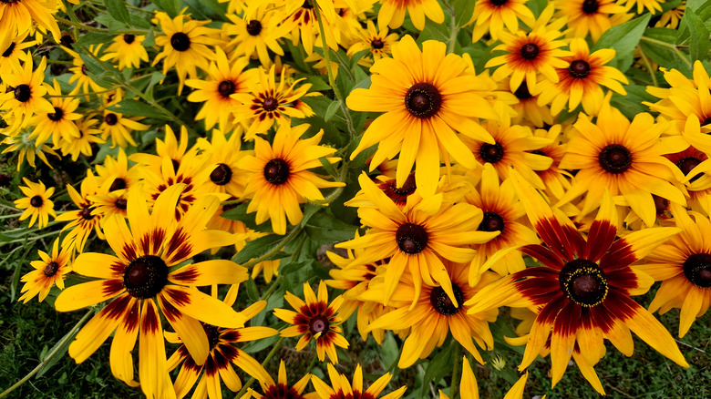 A cluster of bright yellow and dark orange black-eyed Susan flowers, with dark centers