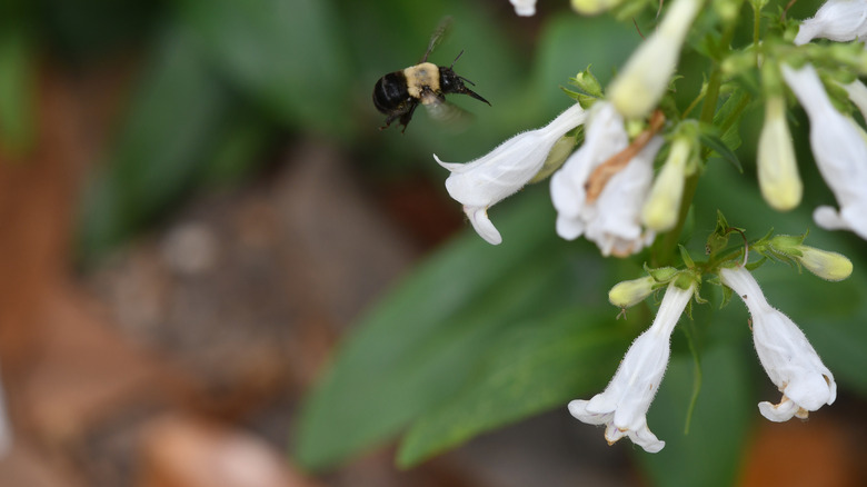 A bee visits the white tubular flowers of a native pentstemon
