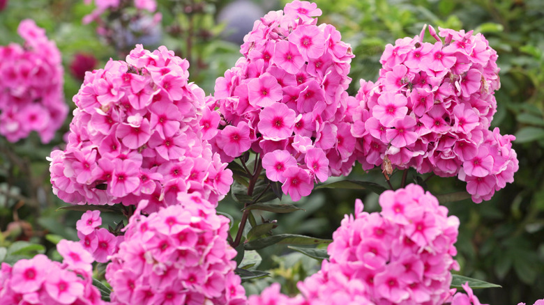 Bright pink phlox flowers fill the frame