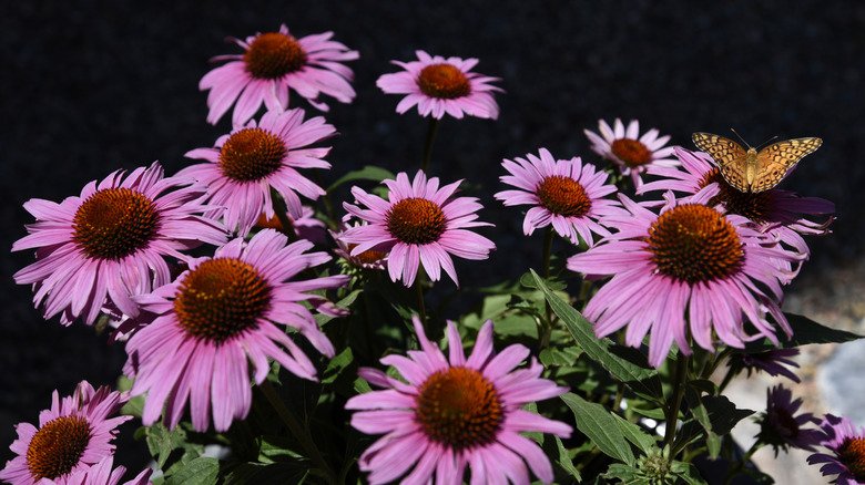 A butterfly visiting purple coneflower blooms