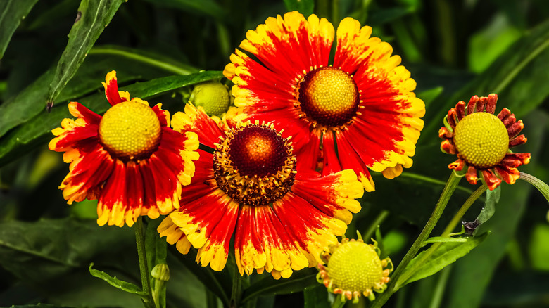 A closeup of bright orange-red sneezeweed flowers, with yellow-rimmed petals