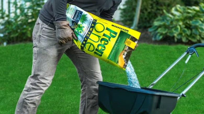Person pouring lawn fertilizer into walk-behind spreader