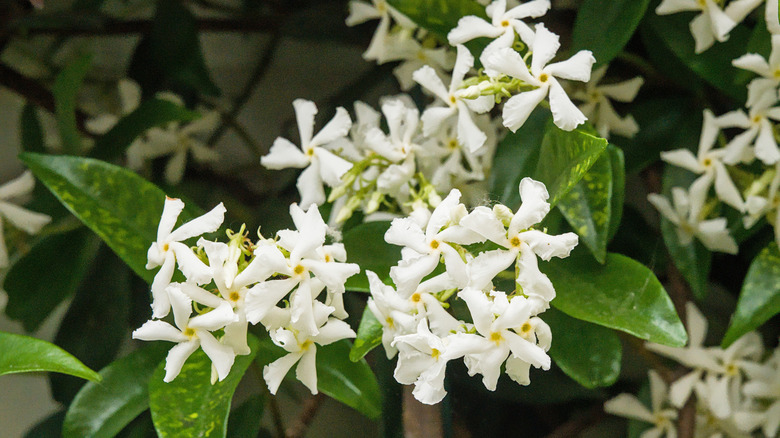 White Jasmine flowers in bloom
