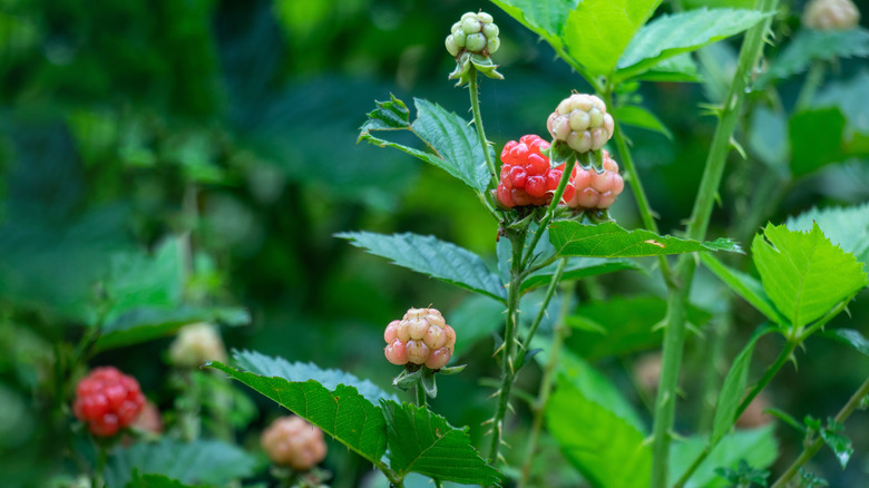 Small blackberry fruits growing on a plant