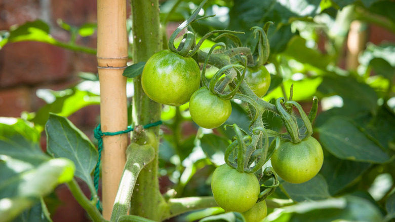 Green indeterminate tomatoes growing on a vine