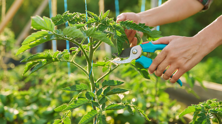 Hands pruning a plant using shears