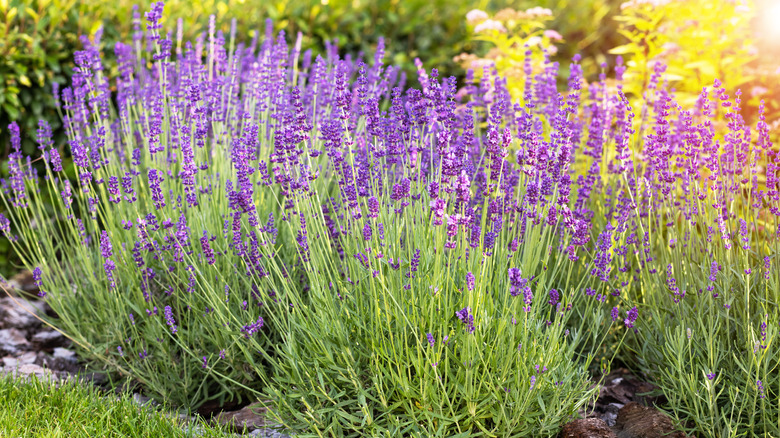 Lavender flowers growing on lavender bushes
