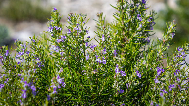 A flowering rosemary bush growing in a garden