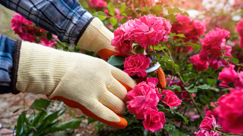 Gloved hands holding shears against blooming roses