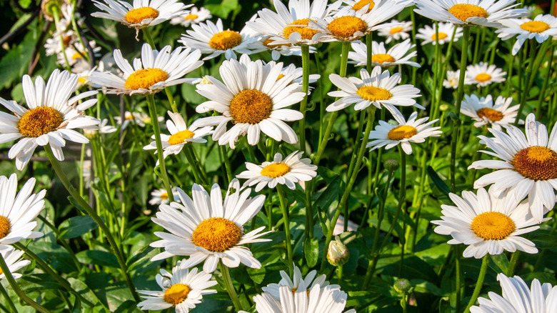 White Shasta daisy flowers in bloom