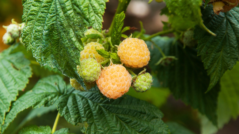 Raspberry fruits growing in a garden