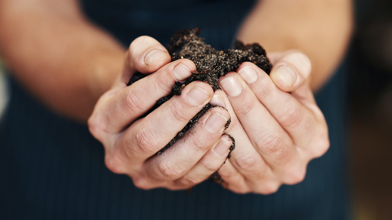Hands holding potting soil