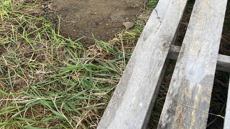 Hole in lawn patched with soil