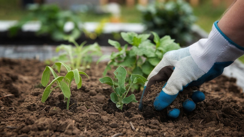 Person adding dirt to the top of a garden bed