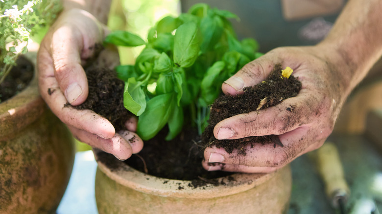 Person adding soil to a potted basil plant