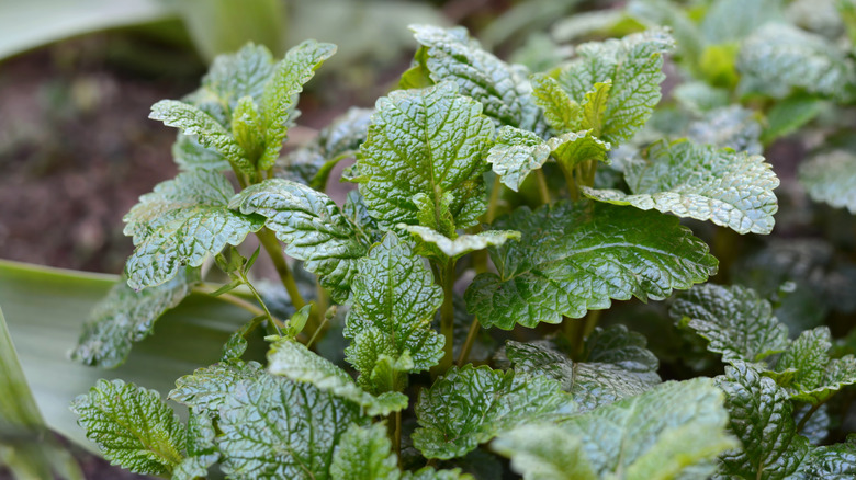 Lemon balm leaves growing in a pot
