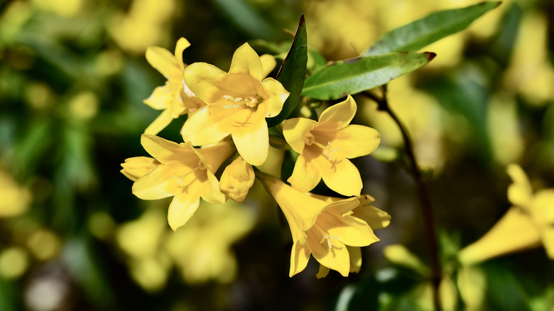 Carolina jessamine flowers up close.