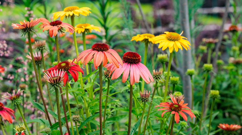 Multi-colored coneflowers in a garden.