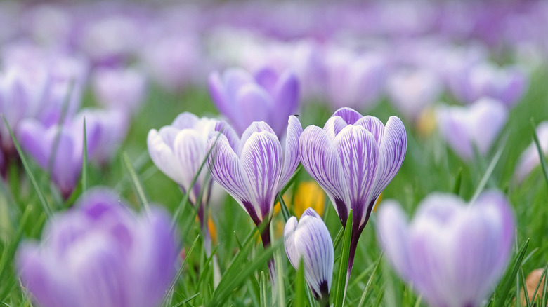 A close-up of crocus flowers in bloom.