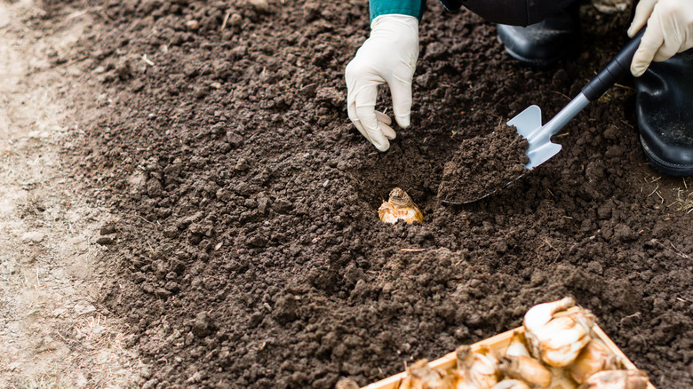 A gardener planting daffodil bulbs in the soil.
