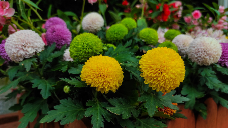 Colorful hardy mums growing in a flower bed.