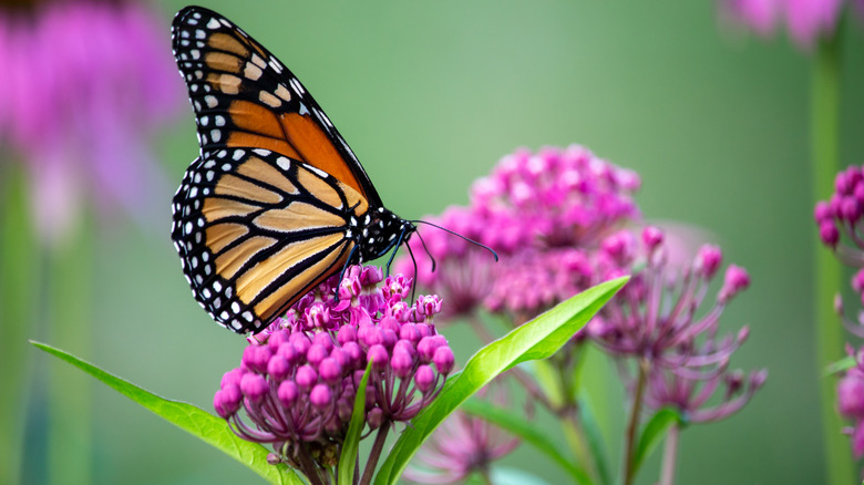 A monarch butterfly visiting milkweed flowers.