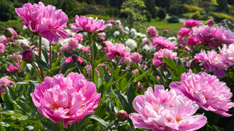 Bright pink peony flowers in bloom.
