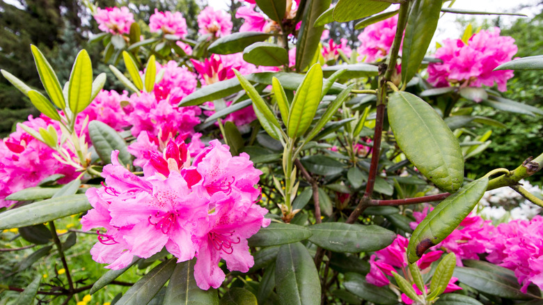 A close-up of rhododendron with bright pink flowers.