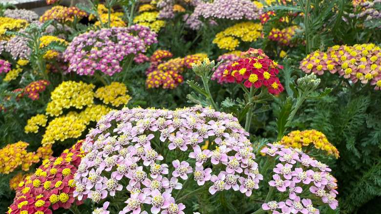 A close-up of several colorful blooming yarrow plants.