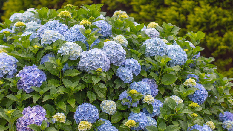 blue bigleaf hydrangeas in bloom
