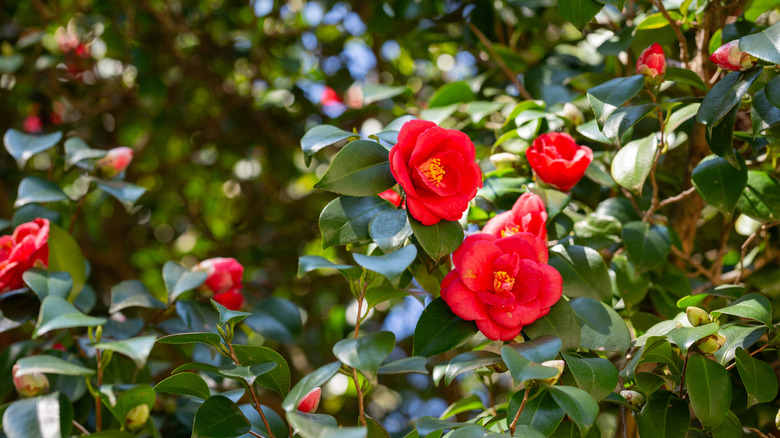 red camellias in bloom on a shrub