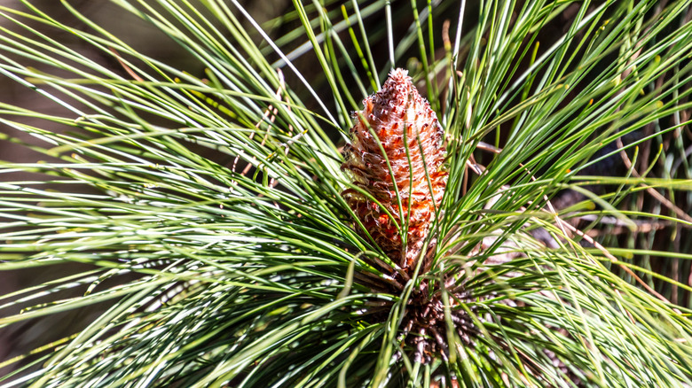 close-up of a pinecone in a pine tree