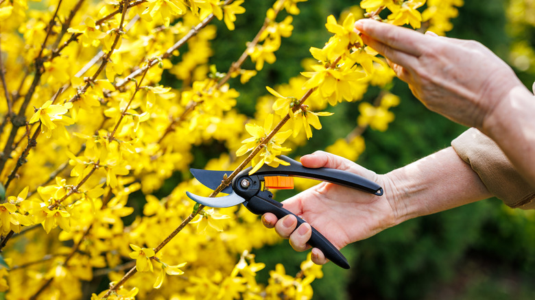 a gardener pruning the stem of a forsythia in bloom